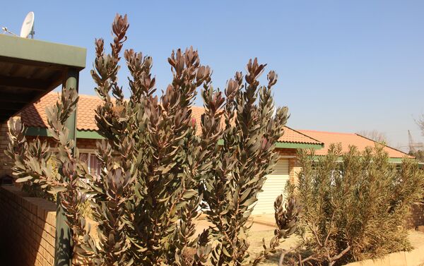 Protea, planta típica sul-africana, em Kleinfontein - Sputnik Brasil