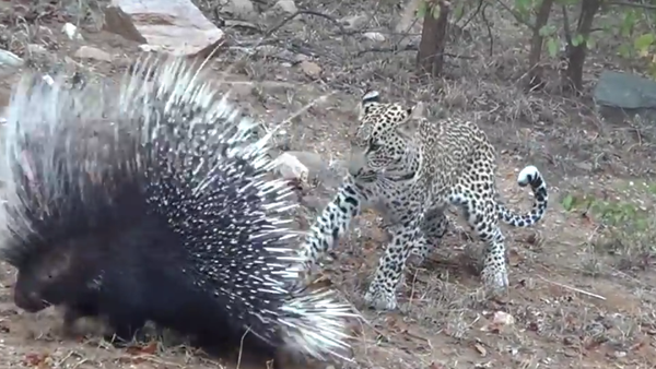Leopardo vs. porco-espinho - Sputnik Brasil