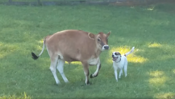 Cachorro e vaca brincam em santuário para animais - Sputnik Brasil
