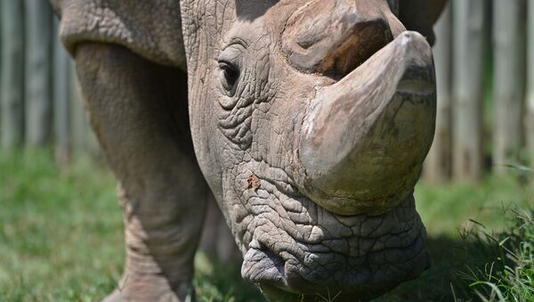 O último macho do rinoceronte branco do norte chamado Sudão, 5 de dezembro de 2016 (foto de arquivo) - Sputnik Brasil