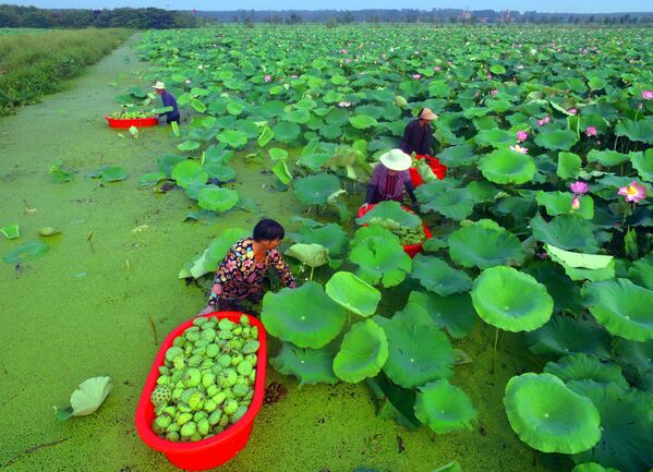 Trabalhadores recolhem sementes de lótus na China - Sputnik Brasil