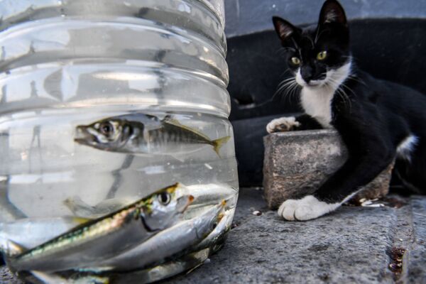 Gata observa os peixes em um contêiner de plástico em Istambul, na Turquia - Sputnik Brasil