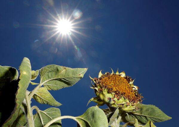 Girassol secado pelo Sol em um campo perto da cidade alemã de Breydin - Sputnik Brasil