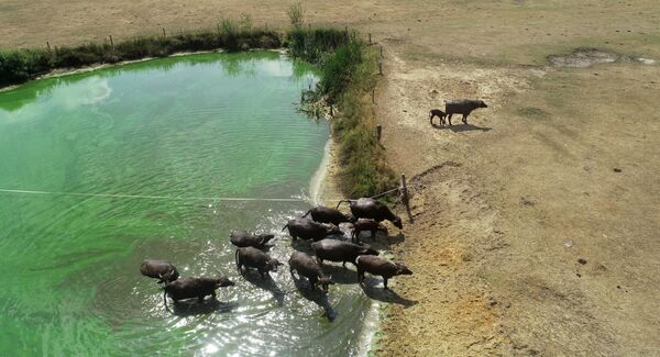 Manada de búfalos sai de pequeno reservatório para um solo árido na Holanda - Sputnik Brasil