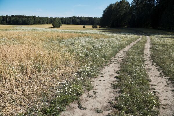 Campo de trigo na Suécia danificado pela onda de calor - Sputnik Brasil