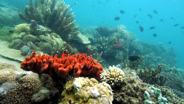 Vários tipos de corais, Filipinas, 27 de outubro de 2008 (imagem referencial) - Sputnik Brasil