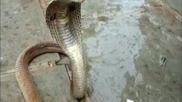 Cobra venenosa surpreende indianos com desejo inesperado - Sputnik Brasil