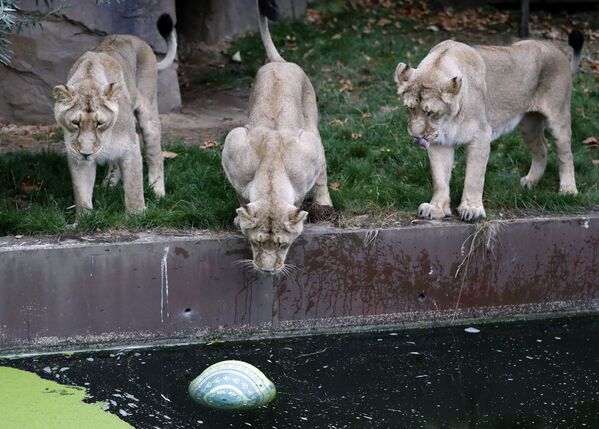 Leoas no Zoológico de Londres olham para uma bola que paira na água - Sputnik Brasil