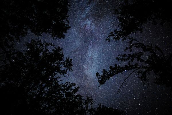 Pedaço de céu estrelado entre árvores de um bosque em Krasnodar, Rússia - Sputnik Brasil