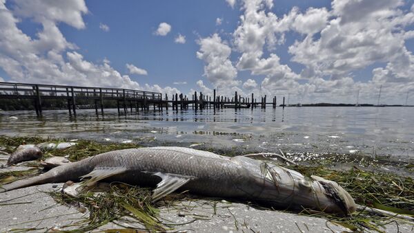 Peixe robalo-branco morto na praia de Bradenton, Flórida, EUA, 6 de agosto de 2018 - Sputnik Brasil