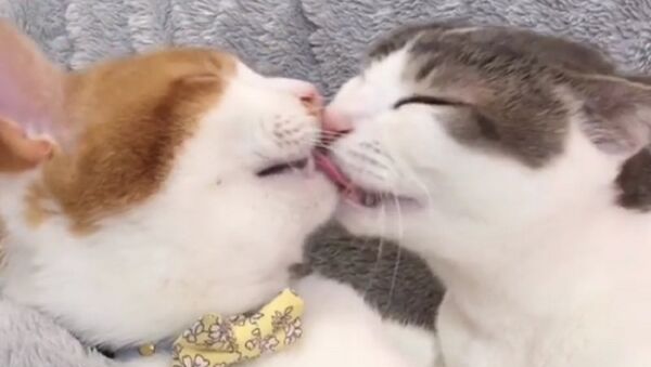 Gatos dão beijo de língua apaixonado - Sputnik Brasil