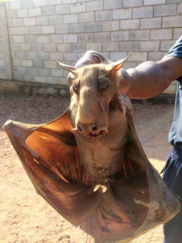 Cachorros com asas, oficialmente chamados de Hypsignathus monstrosus, são uma espécie de morcego que habita a África - Sputnik Brasil