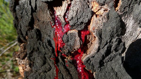 Árvore Corymbia gummifera ao sangrar, comum nas regiões do leste australiano - Sputnik Brasil