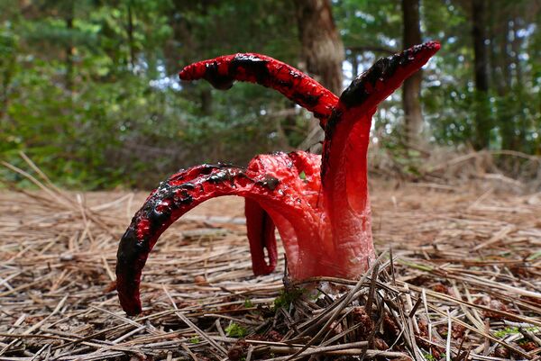 Dedos do diabo, ou Clathrus archeri, é um fungo que cresce em quase todas as regiões do mundo - Sputnik Brasil