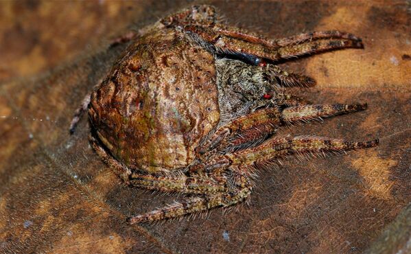 Aranha Dolophones conífera, habitante da Austrália, usa seu corpo como camuflagem - Sputnik Brasil