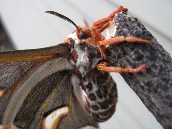 Hyalophora cecropia, maior mariposa nativa da América do Norte - Sputnik Brasil