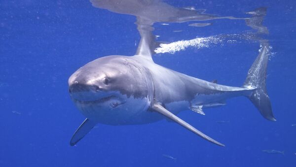 Tubarão-branco (imagem referencial) - Sputnik Brasil