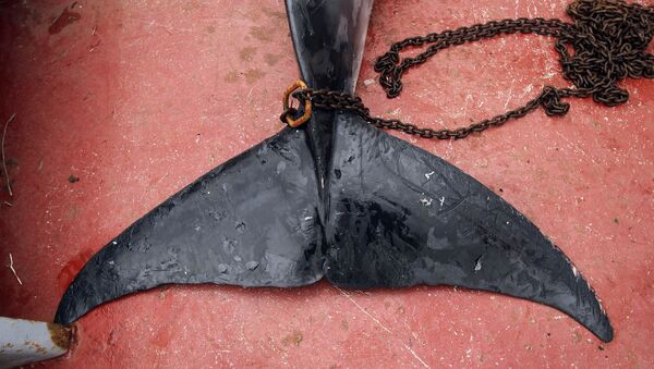 Cauda da baleia-de-minke - Sputnik Brasil