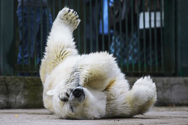 Urso polar deitano no zoológico de Moscou, em 16 de agosto de 2018 - Sputnik Brasil