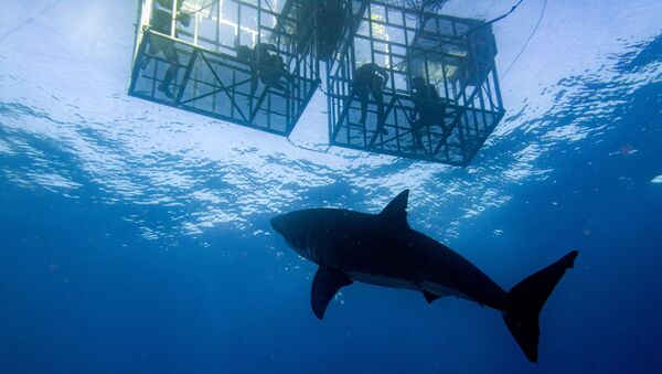 Enorme tubarão-branco golpeia gaiola de turistas durante mergulho - Sputnik Brasil