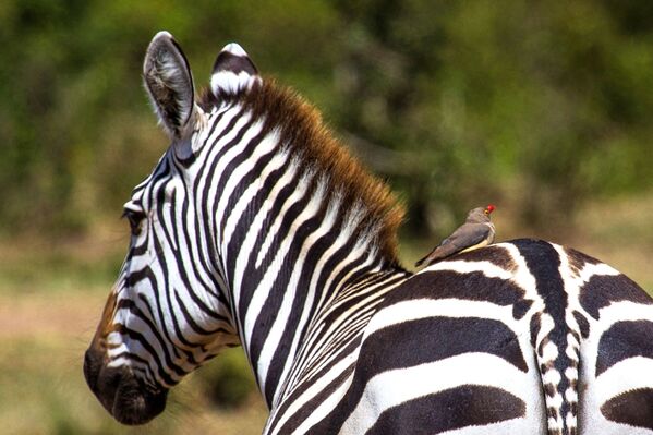 Zebra no parque nacional Masai Mara, no Quênia - Sputnik Brasil