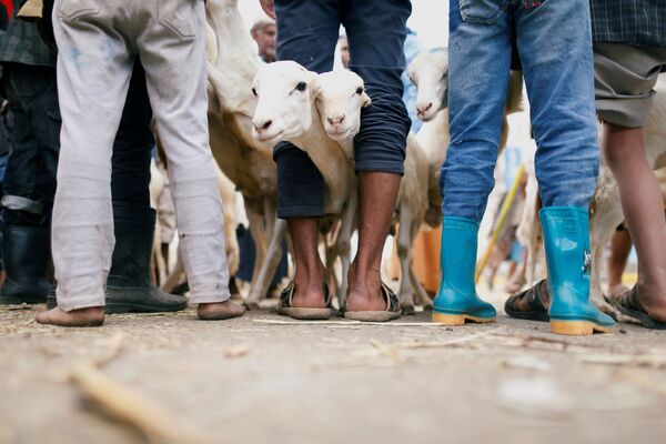 Cabras no mercado de gado durante os preparativos para a festa muçulmana Eid al-Adha, no Iêmen - Sputnik Brasil