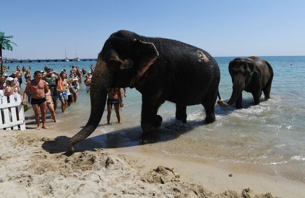Um casal de elefantes indianos, artistas de circo, após o banho em uma praia da Crimeia - Sputnik Brasil