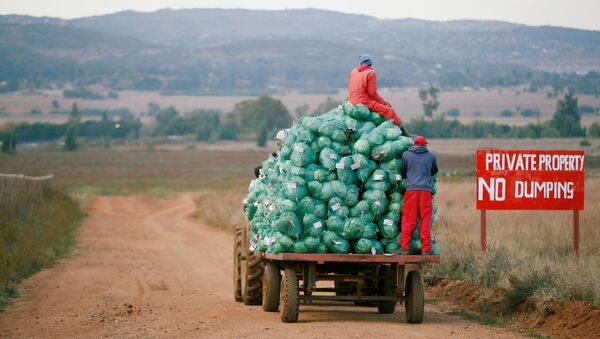 Trabalhadores agrícolas colhem repolho em uma fazenda em Eikenhof, perto de Joanesburgo - Sputnik Brasil