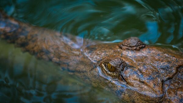 Crocodilo-marinho em água (imagem ilustrativa) - Sputnik Brasil