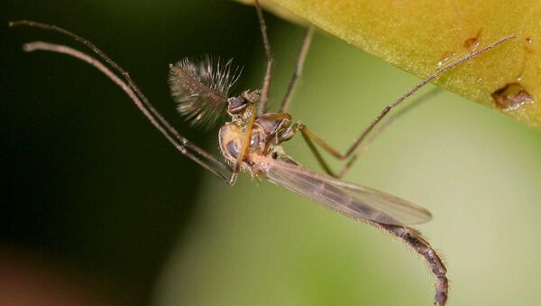 Mosquito da família Chironomidae - Sputnik Brasil
