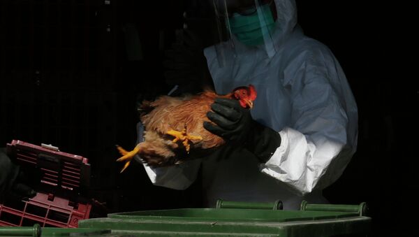 Trabalhador da saúde usando equipamento de proteção coloca um frango no lixo após abater as galinhas usando dióxido de carbono em um mercado de aves em Hong Kong (China), 31 de dezembro de 2014 - Sputnik Brasil