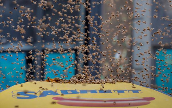 Milhares de abelhas atacam barraca de cachorro-quente em Manhattan - Sputnik Brasil
