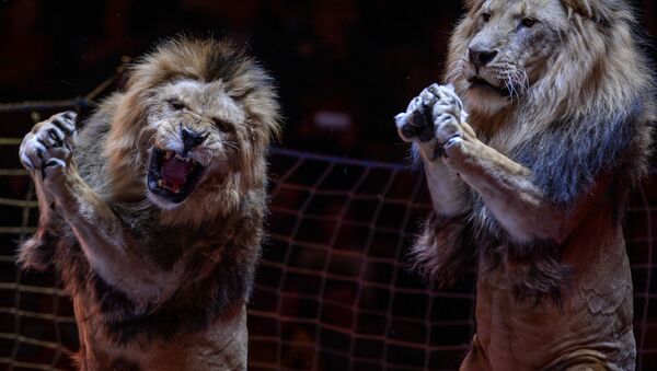 Apresentação do novo programa com leões no Grande Circo de Moscou - Sputnik Brasil