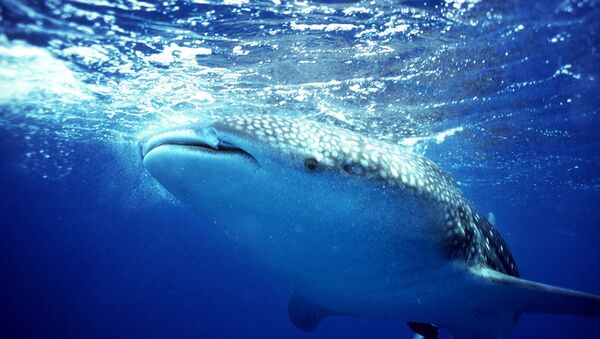 Tubarão-baleia (imagem referencial) - Sputnik Brasil