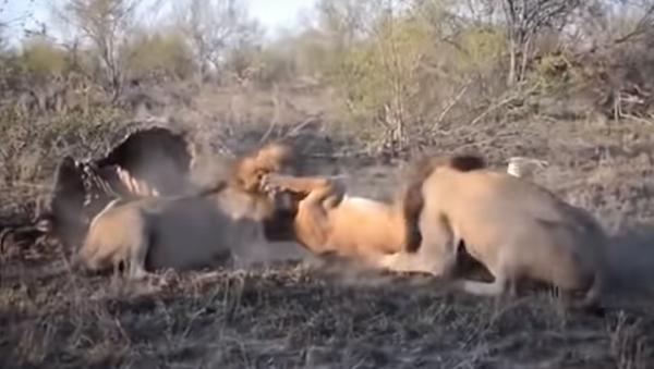 2 leões atacam leoa indefesa arrancando sua comida - Sputnik Brasil