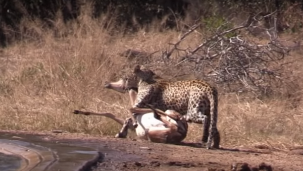 Hiena salva sem querer antílope das garras do leopardo  - Sputnik Brasil