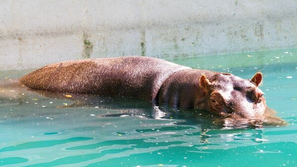 Hipopótamo no Jardim Zoológico do Rio de Janeiro, na Quinta da Boa Vista - Sputnik Brasil
