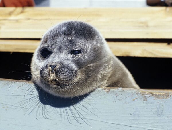 A foca do lago Baikal, que se localiza na Rússia, é a única espécie de foca do mundo que vive em água doce - Sputnik Brasil