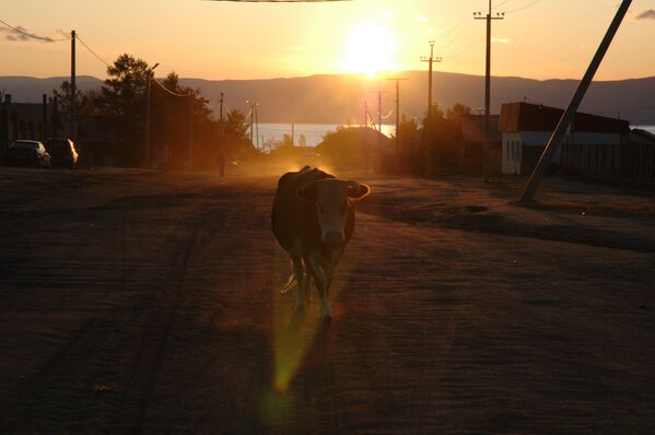 Imagem com pôr do sol ao fundo, mostra uma vaca no meio da rua principal da cidade de Khuzhir, na região russa de Irkutsk - Sputnik Brasil