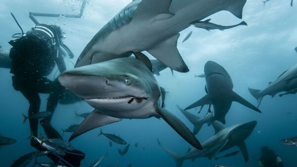 Mergulhador tirando fotos de tubarões  - Sputnik Brasil