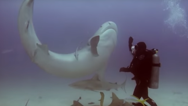 Mergulhador 'hipnotiza' tubarão e o coloca de cabeça para baixo - Sputnik Brasil