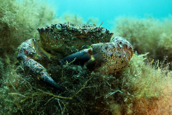 Caranguejo do mar Negro no fundo do mar perto do cabo Meganom, Crimeia - Sputnik Brasil