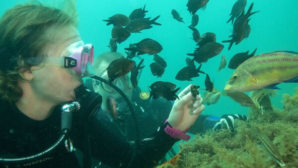 Mergulhador alimenta os peixes com mexilhões nas águas do mar Negro - Sputnik Brasil