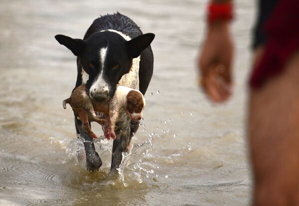 Cão carrega filhote para um local mais seco durante inundação na Índia, em 3 de setembro de 2018 - Sputnik Brasil