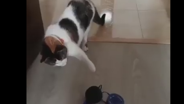 Gato dança balé após tocar em headphone - Sputnik Brasil