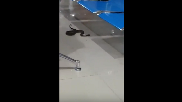 Cobra cria caos em aeroporto nas Filipinas - Sputnik Brasil