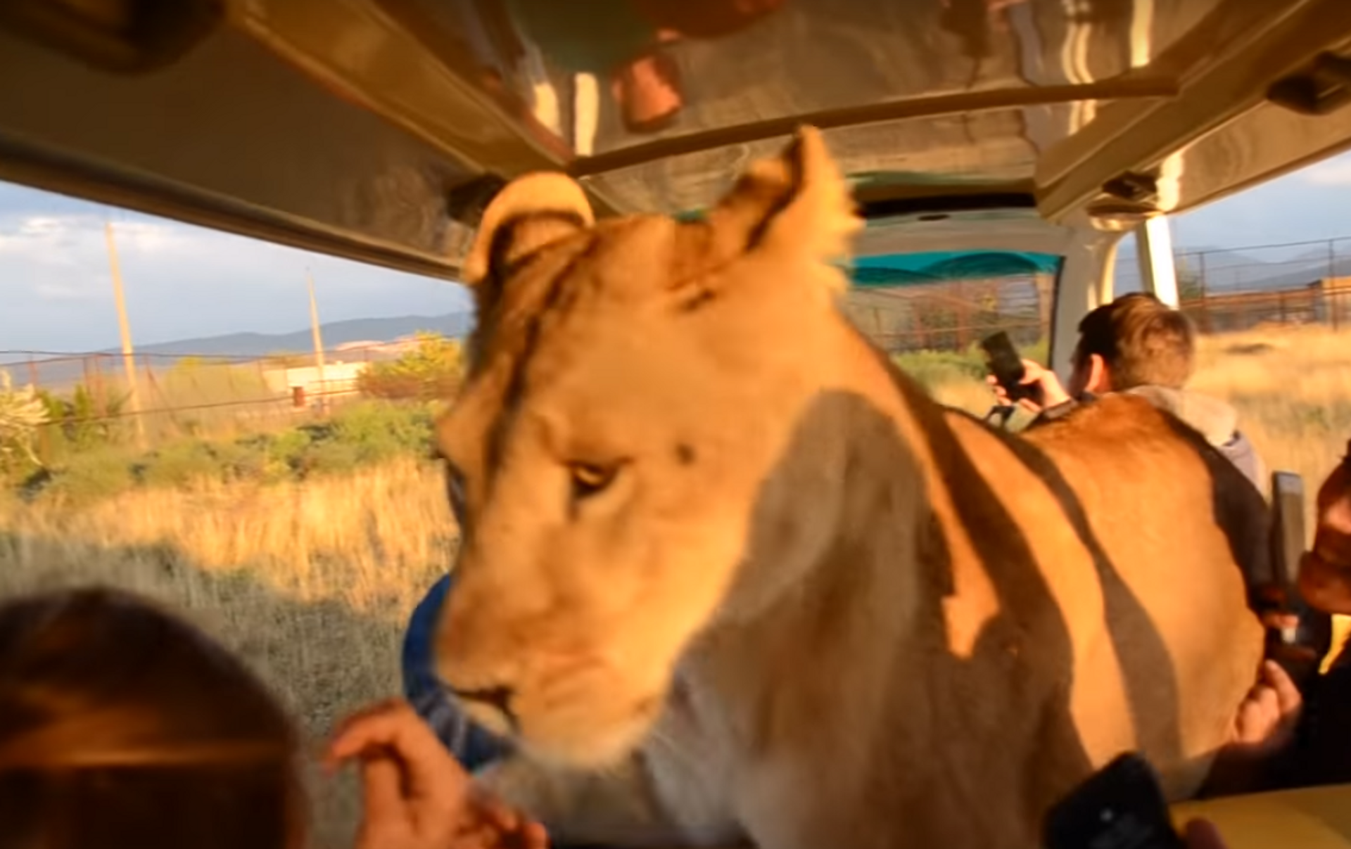 Leão ignora turistas e soca fofo em leoa em cima de jipe - JK