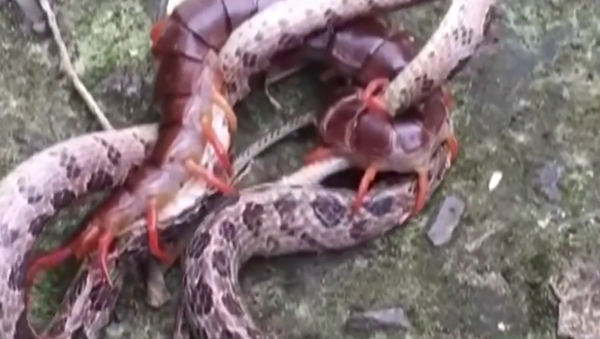 Centopeia agarra serpente com todos os tentáculos em golpe mortal - Sputnik Brasil