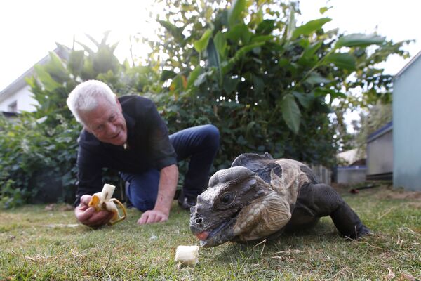Francês Philippe Gillet, de 67 anos, alimentando iguana com uma banana no jardim de sua casa na cidade de Nantes, na França, em 19 de setembro de 2018 - Sputnik Brasil