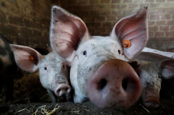 Porcos em uma fazenda perto de Bruxelas - Sputnik Brasil